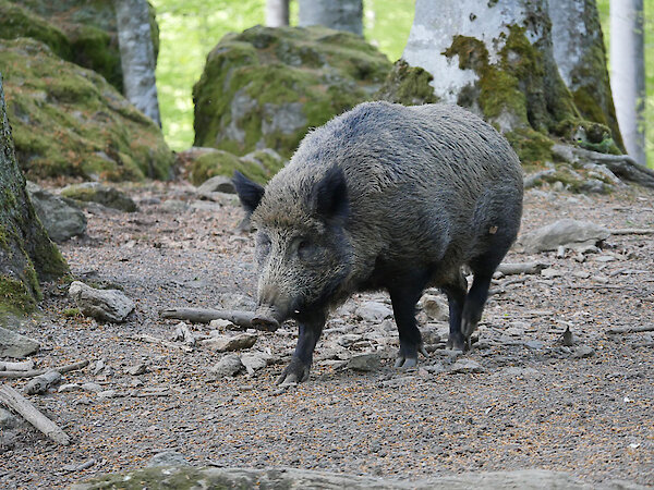 Wildschwein im Tierfreigehege Nationalpark Bayerischer Wald